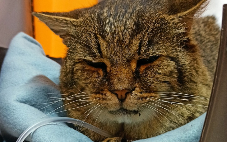 Zbiórka Lion czeka na pomoc - zdjęcie główne