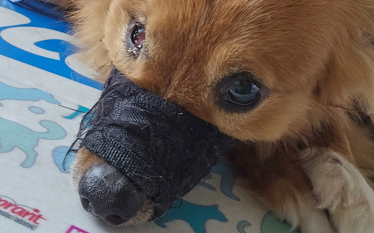 Pies z opatrunkiem na nosie, leżący na podłodze.