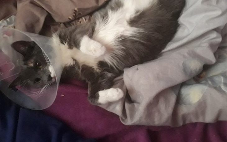 Zbiórka Pomoc w leczeniu Toci - zdjęcie główne