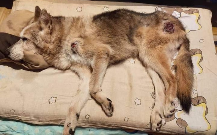 Zbiórka Walka o godne życie dla Dziadzi - zdjęcie główne