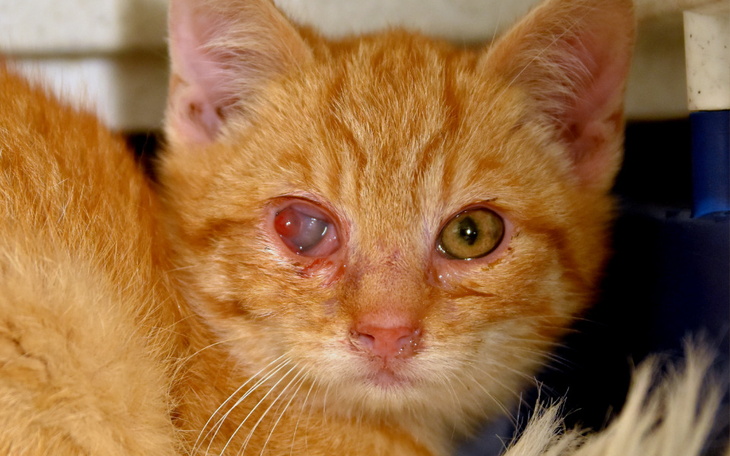 Zbiórka Na leczenie kotów z piekarni - zdjęcie główne