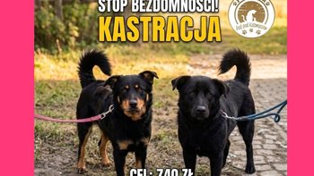 Zbiórka Ostatni krok do nowego domu! - miniaturka zdjęcia