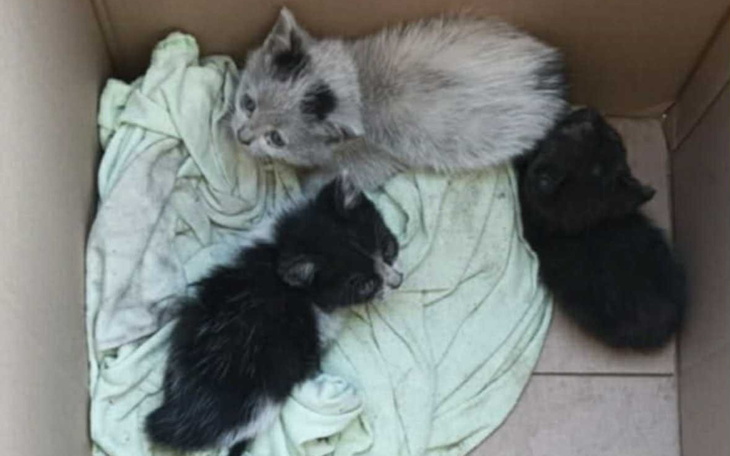 Trzy małe kotki leżące w kartonie na miękkim materiale.