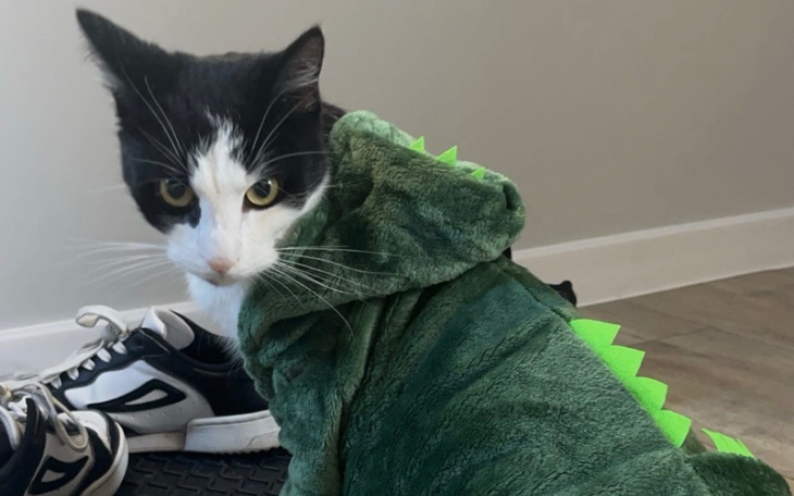 Zbiórka Lekarstwa na FIP dla Mateuszka - zdjęcie główne