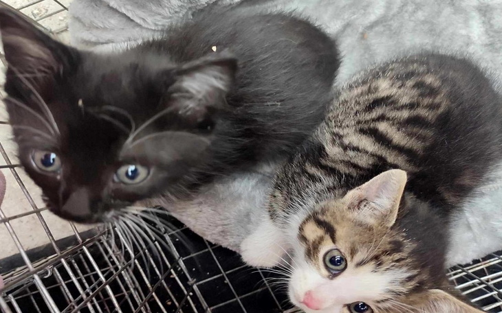 Zbiórka Kociaki uwięzione pod deskami - zdjęcie główne