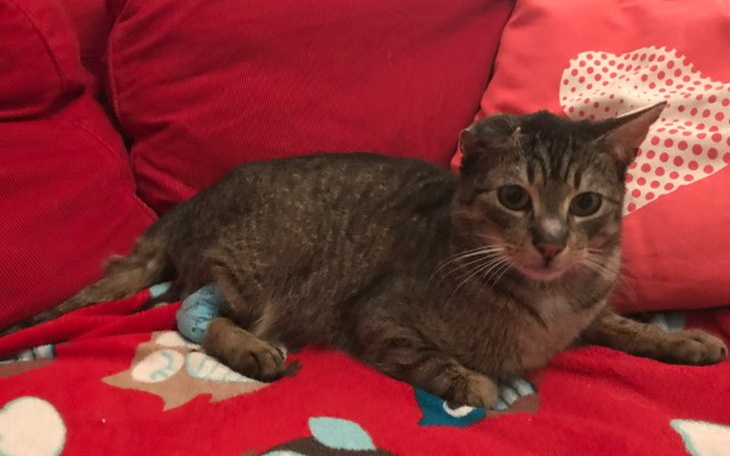 Zbiórka Zbiórka na operacje kota Mirka - zdjęcie główne