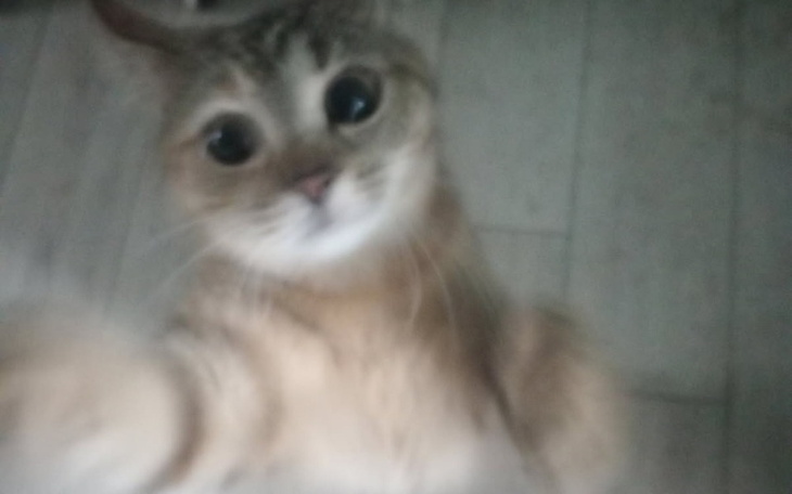 Uroczy kotek, który wygląda na ciekawskiego i przyjaznego.