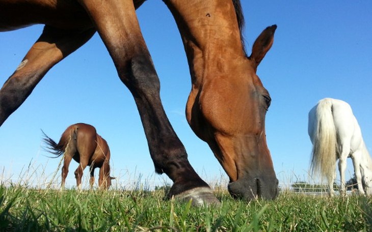Konie pasące się na zielonej łące w słoneczny dzień.