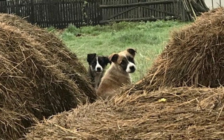 Zbiórka Na pomoc dla malców ze stogu!!! - zdjęcie główne