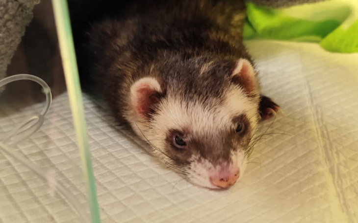 Fretka leżąca na podłożu, wygląda na zrelaksowaną.