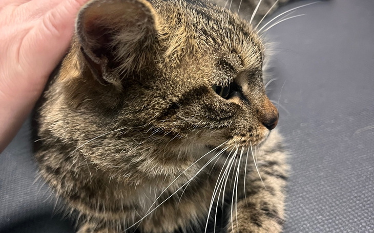 Kotek z prążkami, przytulony i spokojny.