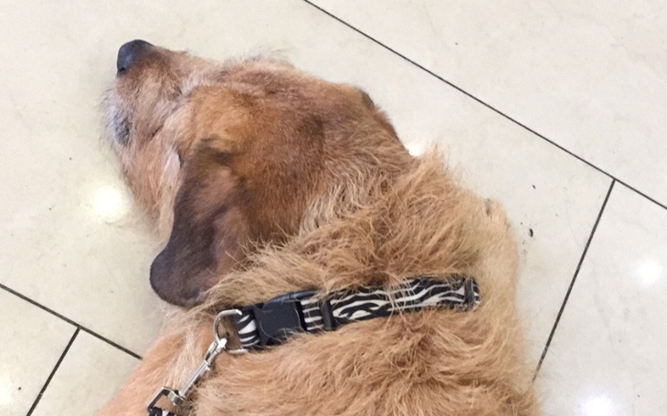 Zbiórka Zbieram na operacje suni - zdjęcie główne