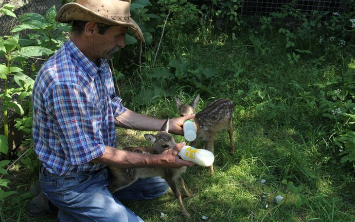 Zbiórka Pomoc zwierzętom w ORDZ - zdjęcie główne