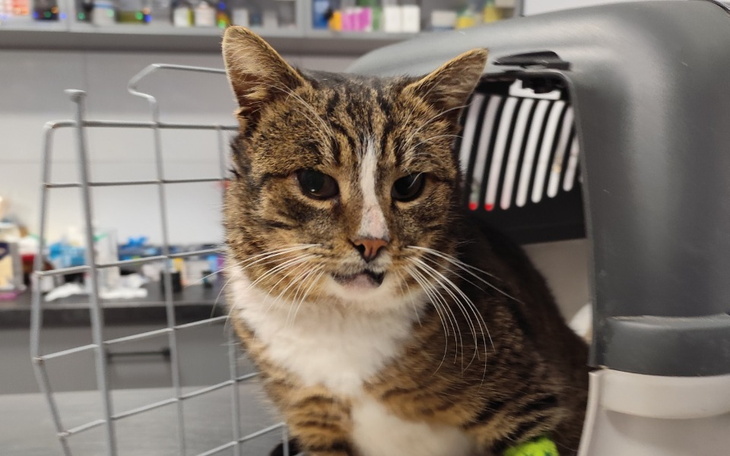 Kot w lecznicy, wygląda na zmartwionego, siedzi w transporterze.