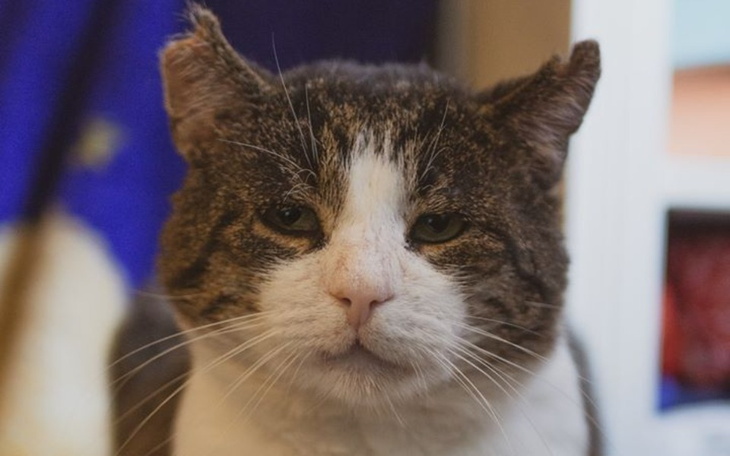 Zbiórka Kotowóz - zdjęcie główne