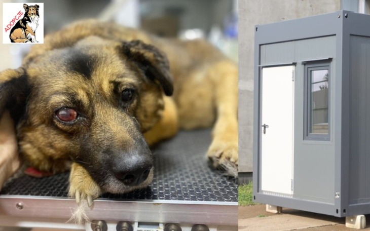 Zbiórka Pomoc dla Broka i innych psiaków - zdjęcie główne