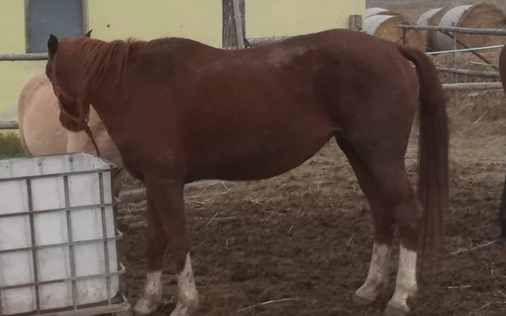 Zbiórka Kochani ta klacz potrzebuje nas - zdjęcie główne