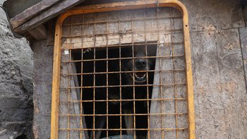 Zbiórka Zamknęli Go w budzie na tydzień - miniaturka zdjęcia