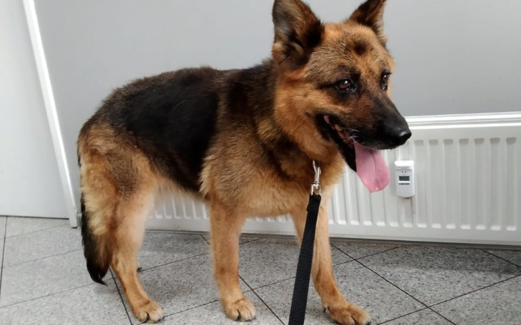 Zbiórka Pomóżmy zoperować Sky - zdjęcie główne