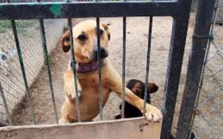 Zbiórka Pomoc na pieski - zdjęcie główne