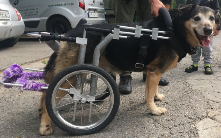 Zbiórka na wózek dla Mikusia - zdjęcie główne