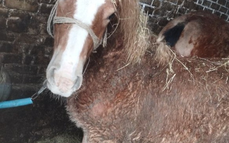 Zbiórka Końskie dzieci z wyrokiem - zdjęcie główne