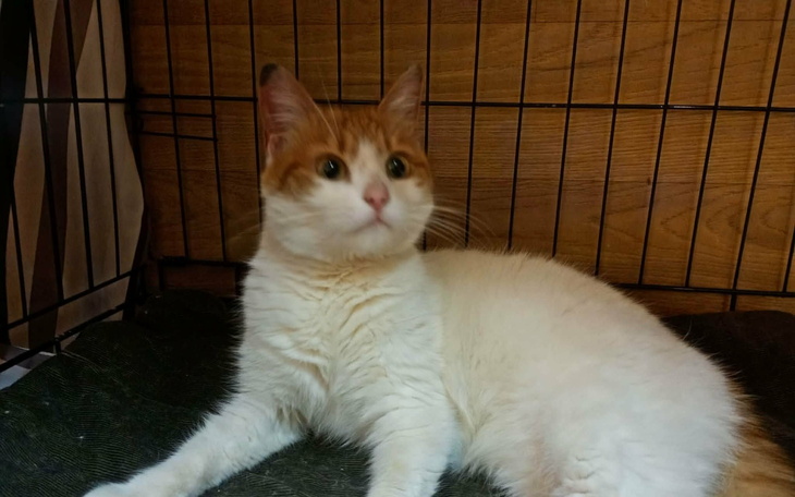 Kot o pomarańczowym futrze, leżący w klatce.