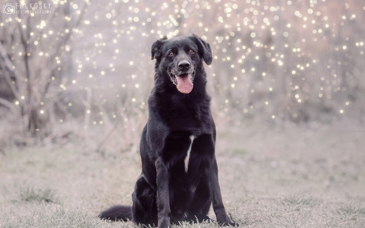 Czarny pies siedzący na trawie, w tle migoczące światełka.