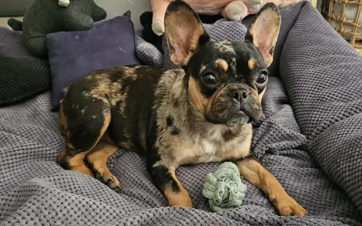 Piesek w plamki, leżący na miękkim posłaniu z zabawką.