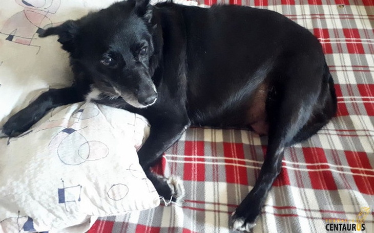 Zbiórka Ratunek dla TINKI - zdjęcie główne