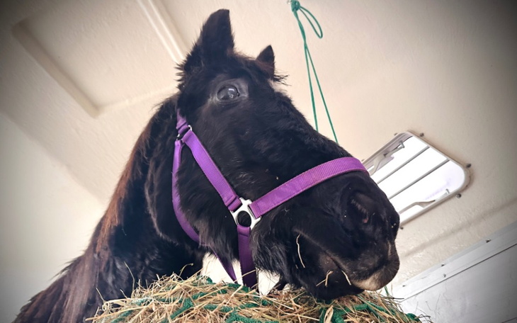 Czarny koń z fioletowym kantarem, patrzący w górę.