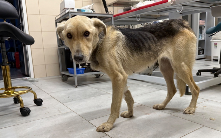 Pies w klinice weterynaryjnej, wygląda na niepewnego i zdezorientowanego.