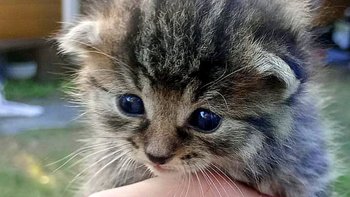 Zbiórka Dla porzuconej kruszyny - miniaturka zdjęcia