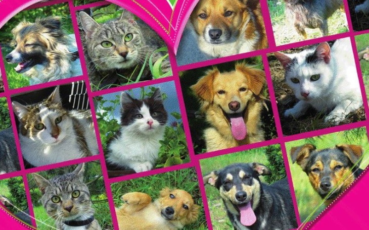 Zbiórka Mikołajki dla psiaków - zdjęcie główne