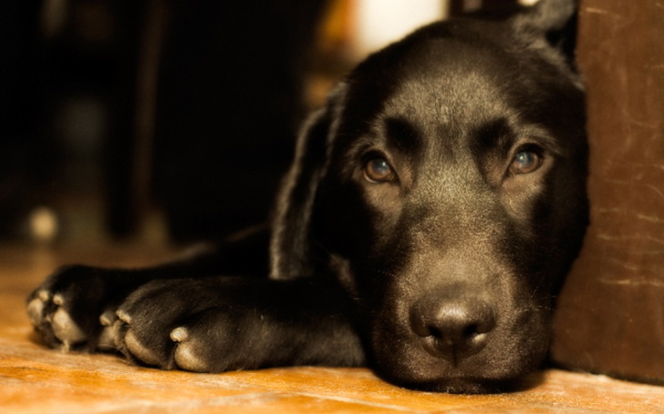 Zbiórka Ciepło i przytulnie z smaczkiem - zdjęcie główne