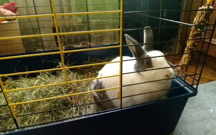 Zbiórka Leczenie Zosieńki - zdjęcie główne