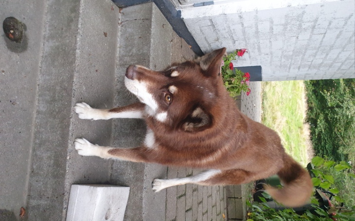 Zbiórka Pomagamy zwierzaką - zdjęcie główne