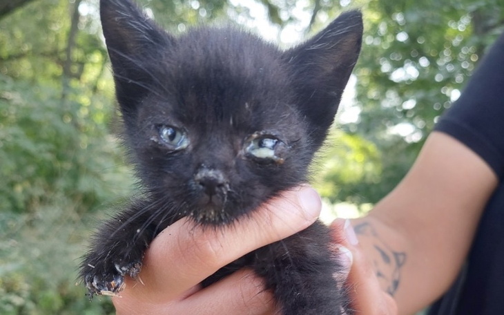 Zbiórka Na ratowanie porzuconych kociąt - zdjęcie główne