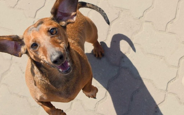 Zbiórka Walczymy o zdrowie Reksia - zdjęcie główne