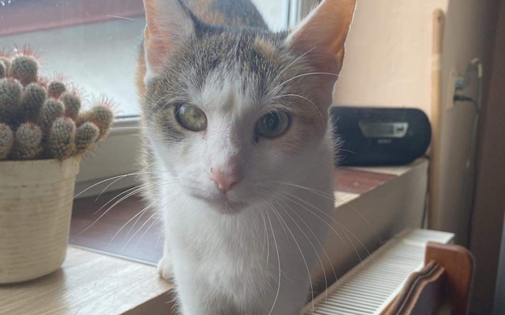 Zbiórka Operacja dla ginger - zdjęcie główne