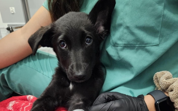 Mały czarny szczeniak w ramionach weterynarza.