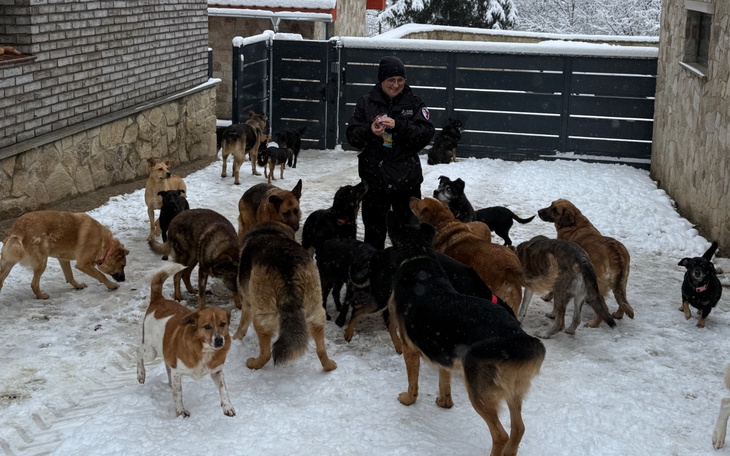 Grupa psów w śniegu, otaczająca osobę z jedzeniem.