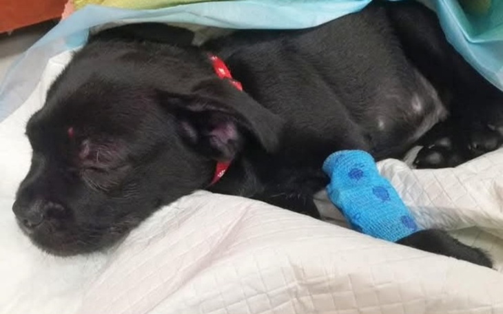 Mały czarny piesek śpiący z opatrunkiem na łapie.