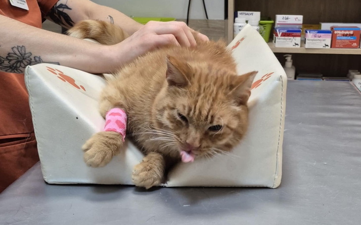 Kot w lecznicy, z różowym bandażem na łapie.