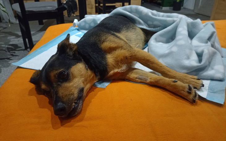 Zbiórka Bez szybkiej operacji umrze - zdjęcie główne