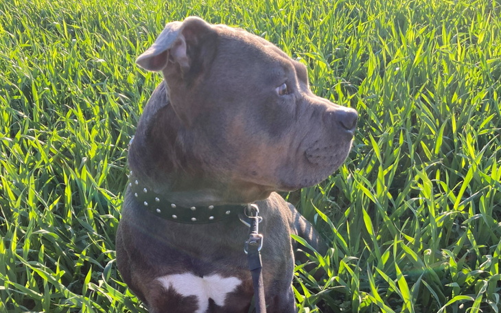 Pies rasy pitbull siedzi w wysokiej trawie.