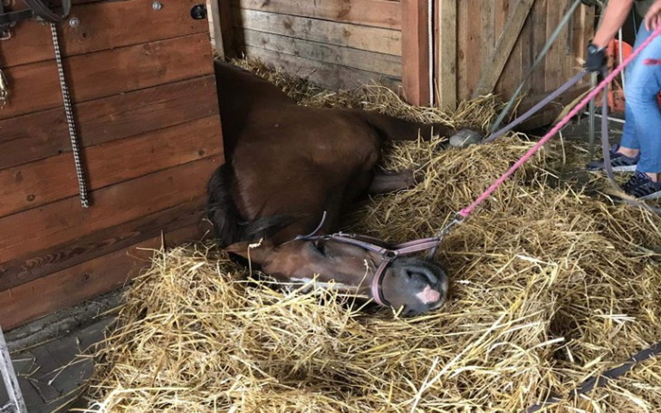 Zbiórka Stajenka dla uratowanych koni - zdjęcie główne