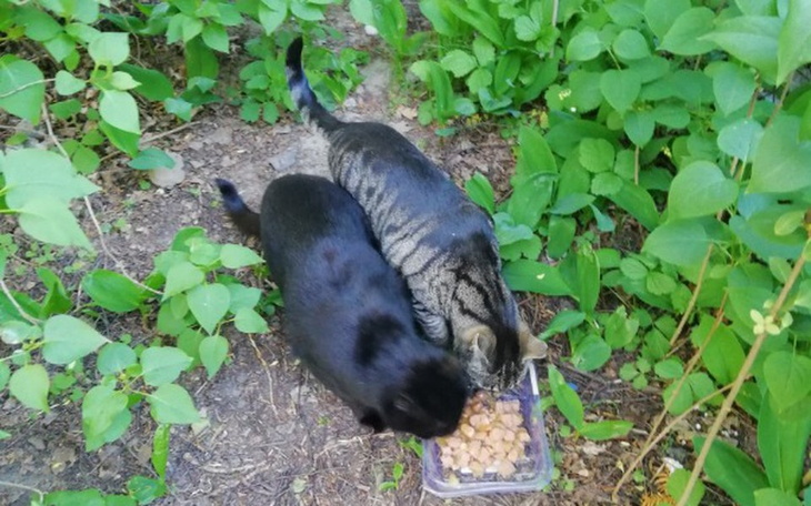 Zbiórka Karma dla kotów potrzebna. - zdjęcie główne