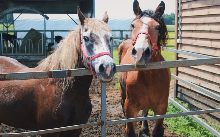 Zbiórka Na kolejne Warzywa - zdjęcie główne