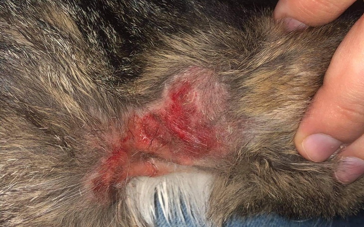 Zbiórka Kociak walczy o życie - zdjęcie główne